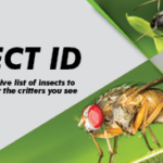 Discover the Best Pest Control Services in Essex
