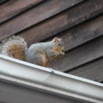 Pest Control Hertfordshire: Protecting Your Home from Unwanted Pests